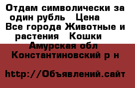 Отдам символически за один рубль › Цена ­ 1 - Все города Животные и растения » Кошки   . Амурская обл.,Константиновский р-н